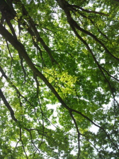 f:id:low-k:20110427124430j:image