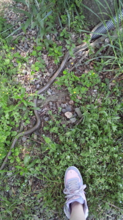 f:id:low-k:20110519110827j:image