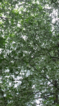 f:id:low-k:20110522092934j:image
