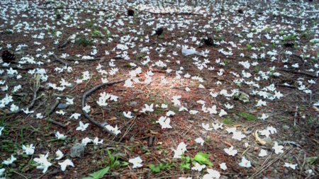 f:id:low-k:20110522093032j:image