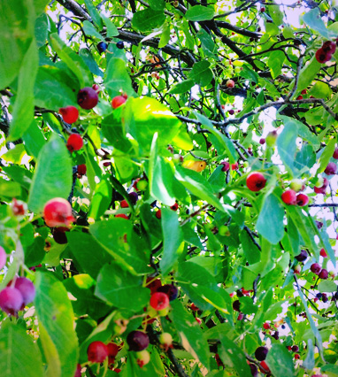 f:id:low-k:20110606212704j:image