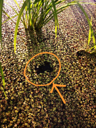 f:id:low-k:20110624213015j:image