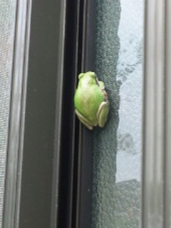 f:id:low-k:20110727121017j:image