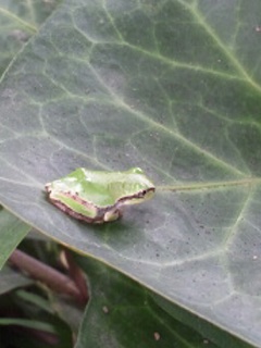 f:id:low-k:20110727155026j:image