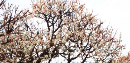f:id:low-k:20120403211135j:image