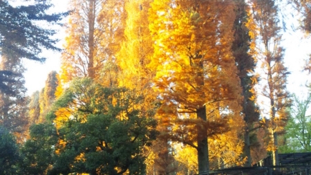 f:id:low-k:20121208235031j:image