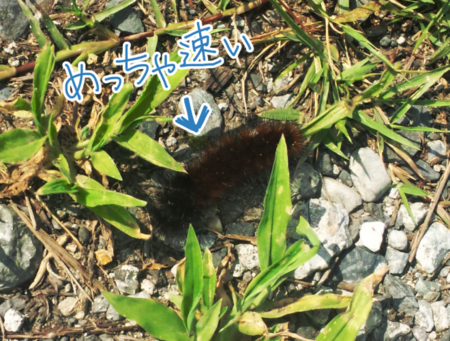 f:id:low-k:20140728235644j:image