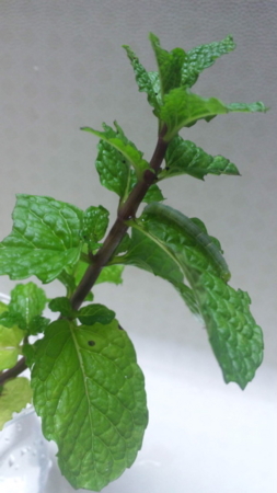f:id:low-k:20141019233053j:image