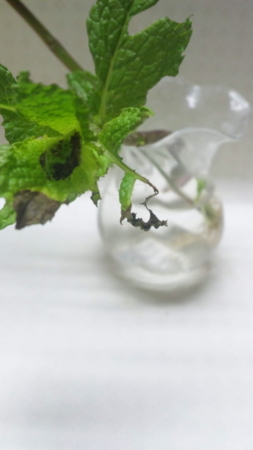 f:id:low-k:20150517212825j:image