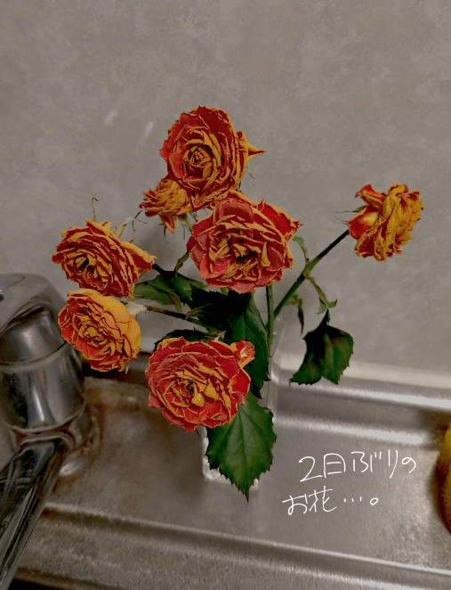f:id:low-k:20210211093347j:plain
