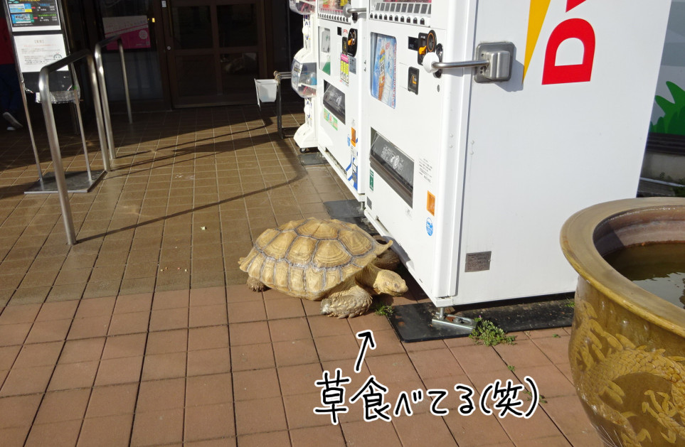f:id:low-k:20210326223824j:plain