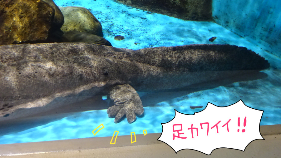 f:id:low-k:20210326230047j:plain