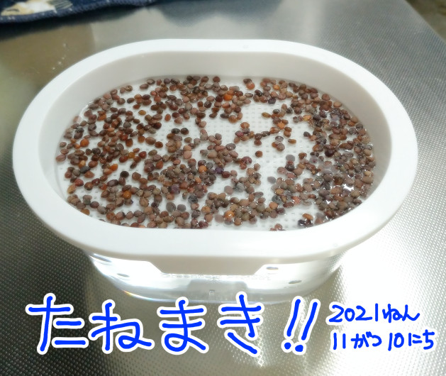 f:id:low-k:20211110220101j:plain