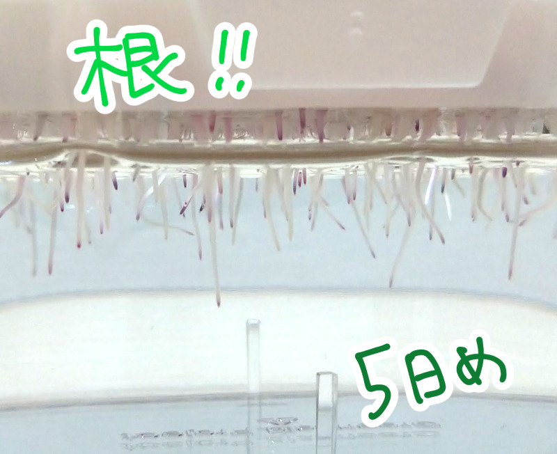 f:id:low-k:20211114195148j:plain