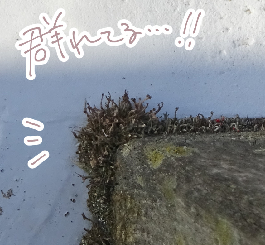 f:id:low-k:20220411132705j:plain