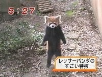 レッサーパンダ　風太くん