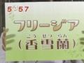 元気のミナもと　フリージア