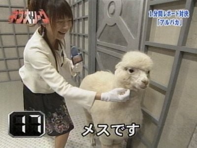 個別 ネプ大リーグ 大島由香里 の写真 画像 大島由香里 老人は荒野をめざす 個別 ネプ大リーグ 大島由香里 の写真 画像 大島由香里 老人は荒野をめざす