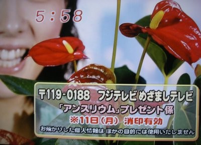 元気のミナもと　アンスリウム