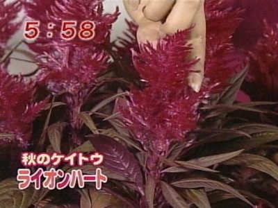f:id:lowracer:20080919061557j:image f:id:lowracer:20080919061557j:image