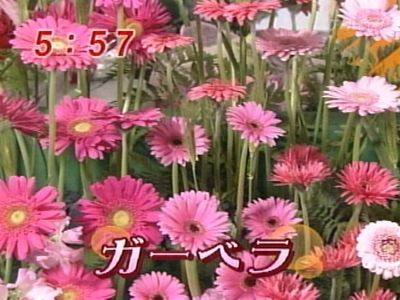 元気のミナもと最終回　ガーベラ