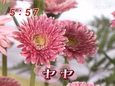 元気のミナもと最終回　ガーベラ