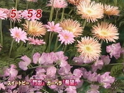 元気のミナもと最終回　ガーベラ