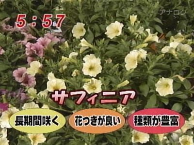 わんだＦＬＯＷＥＲ　サフィニア
