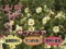 わんだＦＬＯＷＥＲ　サフィニア