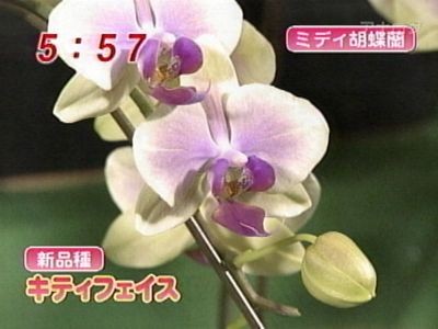 わんだＦＬＯＷＥＲ　キティフェイス