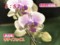 わんだＦＬＯＷＥＲ　キティフェイス