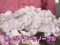 わんだＦＬＯＷＥＲ　あじさい