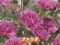 わんだＦＬＯＷＥＲ　カーネーション