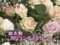 わんだＦＬＯＷＥＲ　アバランチェ