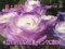 わんだＦＬＯＷＥＲ　アバランチェ