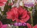 わんだFLOWER　アマリリス