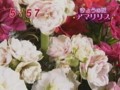 わんだFLOWER　アマリリス