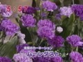 わんだFLOWER　ムーンダスト