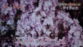 加藤綾子　フラワーonパレード