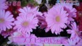 加藤綾子　フラワーonパレード