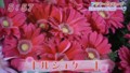 加藤綾子　フラワーonパレード