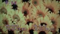 加藤綾子　フラワーonパレード