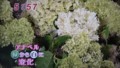 加藤綾子　フラワーonパレード