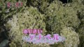 加藤綾子　フラワーonパレード