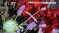 加藤綾子　フラワーonパレード