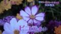加藤綾子　フラワーonパレード