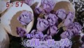 加藤綾子　フラワーonパレード