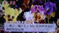 加藤綾子　フラワーonパレード