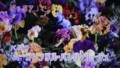 加藤綾子　フラワーonパレード