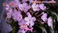 加藤綾子　フラワーonパレード